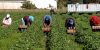 US Interventionism, Climate Change and Organizing Low-Wage Food Chain Workers: An Interview with Jose Oliva
