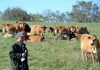 Supply Management, Parity Prices, and Ecological Thinking as the Foundation for a Practical Agriculture System