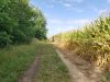 Parity: Re-Establishing the Human Relationship with Nature Through Community-Based Family-Scale Farms