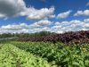 World Farmers: A Model of Community-Driven Parity